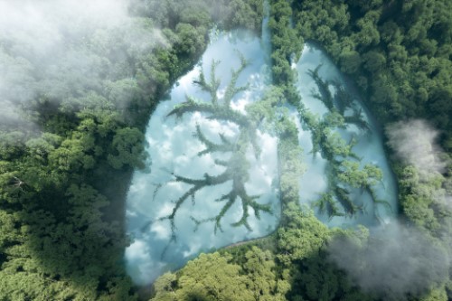 a green forest with a lake shaped like lungs